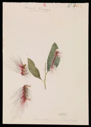 Rosen-Anthelid, Chenuala helispis